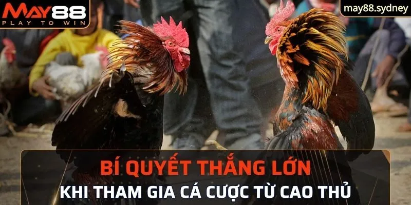 Bí quyết thắng lớn khi tham gia cá cược từ cao thủ