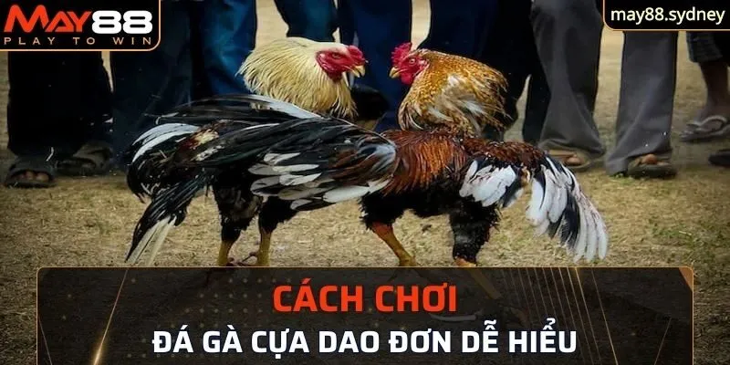 Cách chơi đá gà cựa dao đơn dễ hiểu