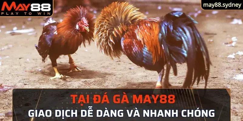 Giao dịch dễ dàng và siêu nhanh chóng tại đá gà May88