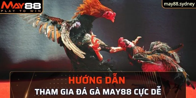 Cách tham gia đá gà tại May88 cực kỳ dễ