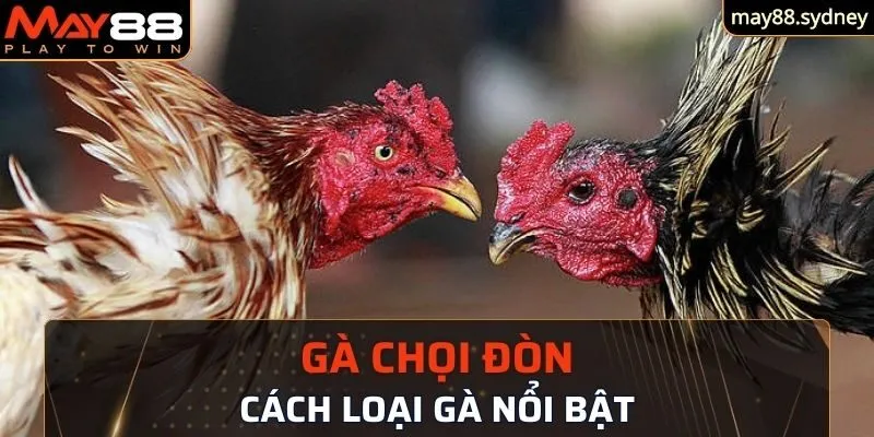 Cách loại gà chọi đòn nổi bật hiện nay