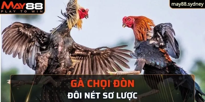 Đôi nét sơ lược về gà chọi đòn