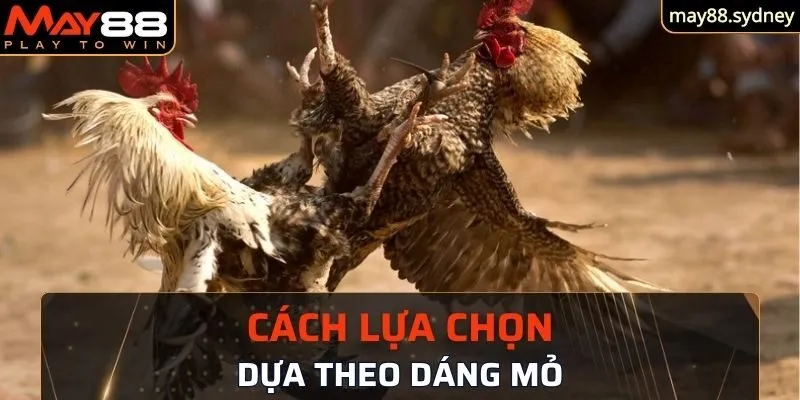 Dựa theo dáng mỏ để lựa chọn