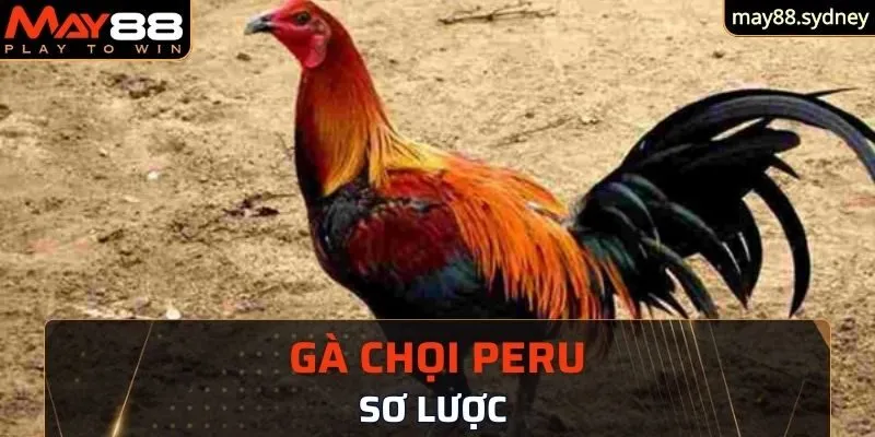 Sơ lược về gà chọi Peru