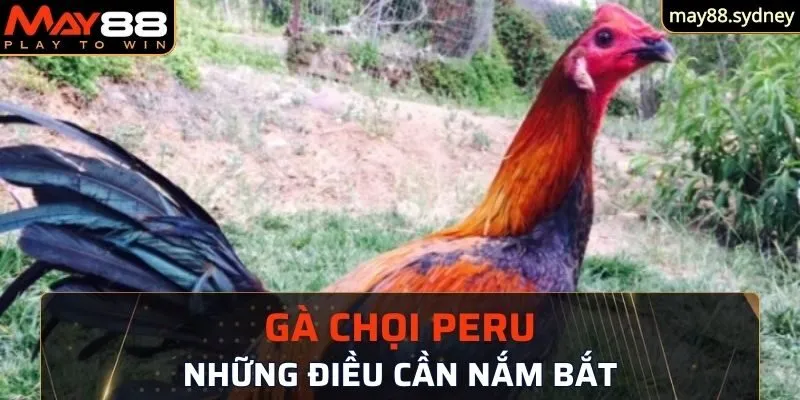 thông tin cơ bản về gà chọi Peru