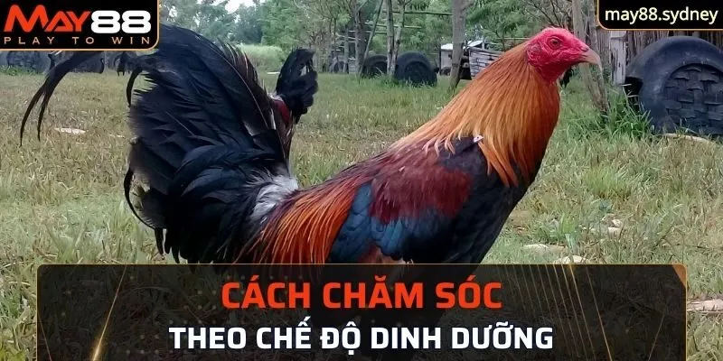 Chế độ dinh dưỡng theo kế hoạch cụ thể