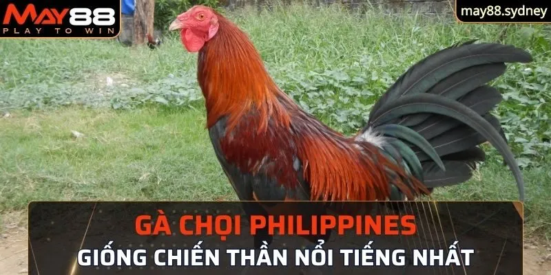 thông tin cụ thể về gà chọi Philippines