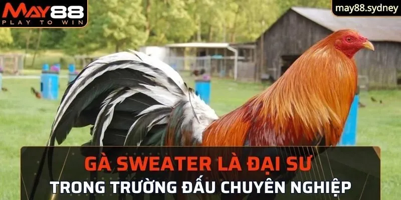 Gà Sweater là đại sư trong trường đấu chuyên nghiệp