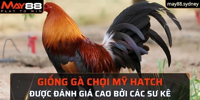 Giống gà Chọi Mỹ Hatch được đánh giá cao bởi các sư kê